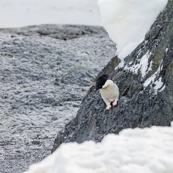 Pinguin Wandert Auf Berg Der Antarktis — Stockfoto