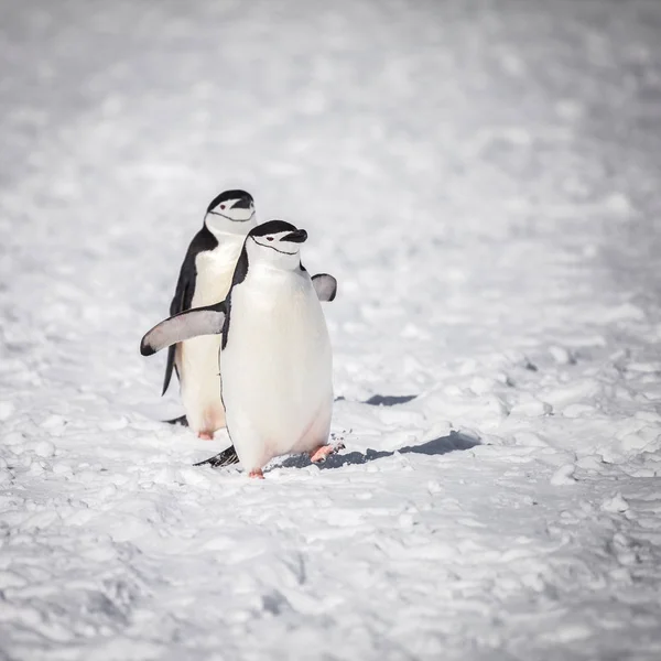 Pingvin Tilfreds Med Sne - Stock-foto