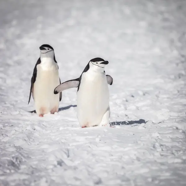 Penguin Happy Walking Snow — Stock Photo, Image