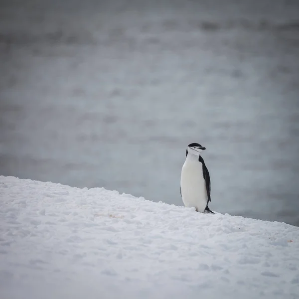 Sole Penguin Standing Snow Life Nature — Stock Photo, Image