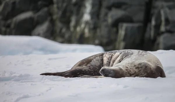 Seehund Relax Auf Dem Schnee Leben Von Tieren Wildtieren — Stockfoto