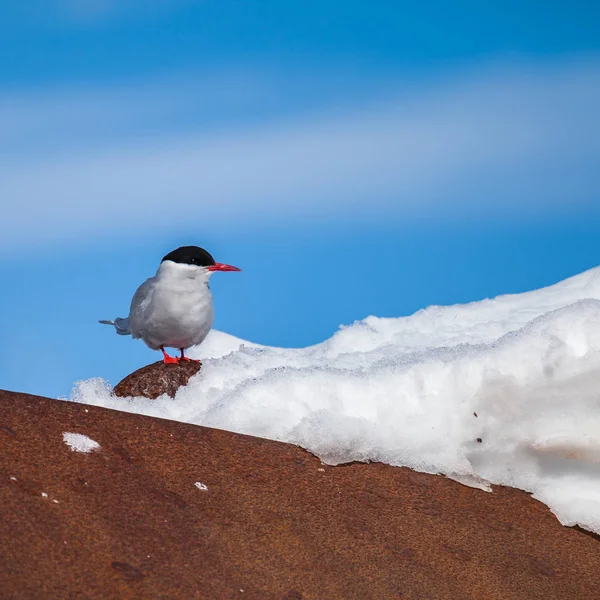 Arctic Tern Sterna Paradisaea Seabird Tern Family Sternidae Snow Antarctic — Stock Photo, Image