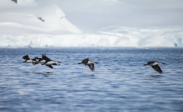 Corvo Marinho Olhos Azuis Voa Antártica Movimento Turvo — Fotografia de Stock