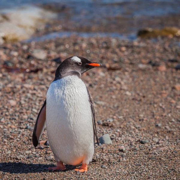 Penguins Group Aquatic Flightless Birds Living Almost Exclusively Southern Hemisphere — Stock Photo, Image