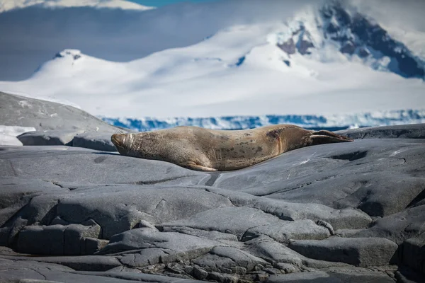 Otaries Fourrure Reposant Sur Roche Vie Marine Dans Nature — Photo