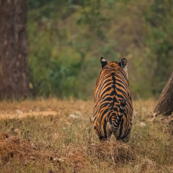 Tigre Bengala Panthera Tigris Tigris Subespécie Tigre Mais Numerosa — Fotografia de Stock