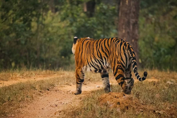 Tygr Bengálský Panthera Tigris Tigris Většina Četné Poddruh Tygra — Stock fotografie