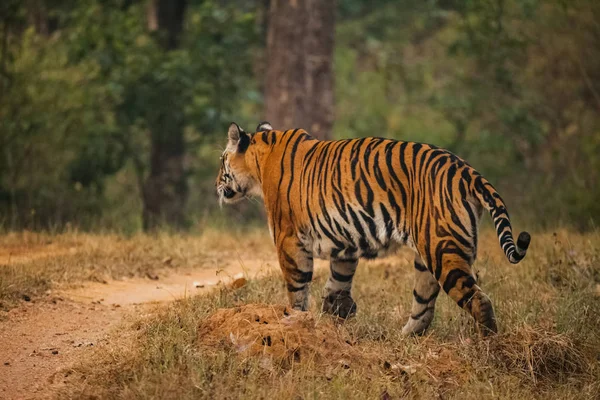 Tygr Bengálský Panthera Tigris Tigris Většina Četné Poddruh Tygra — Stock fotografie