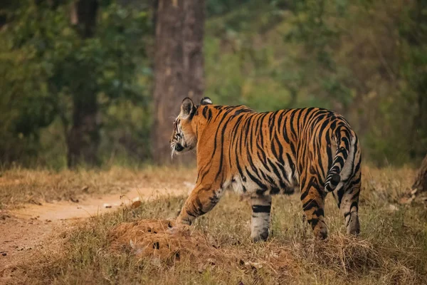 Tigre Bengala Panthera Tigris Tigris Subespecie Tigre Más Numerosa —  Fotos de Stock