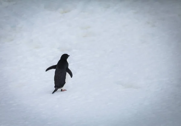 企鹅是一组水生 不能飞的鸟类几乎完全居住在南半球 特别是在南极洲 漫步在雪地上 — 图库照片