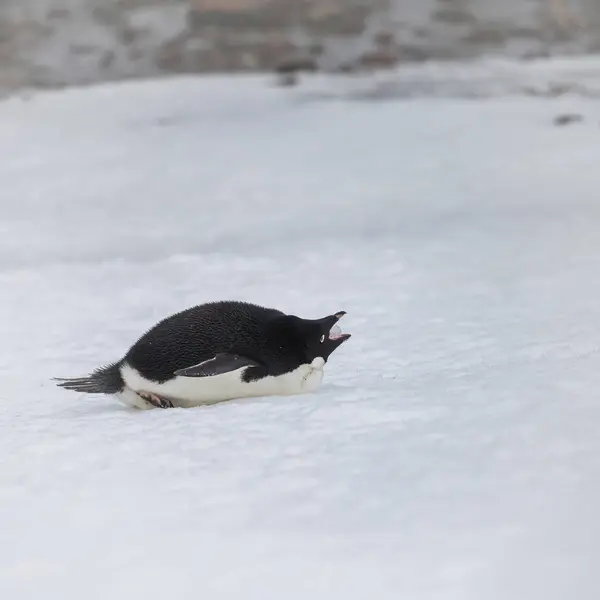 Pingouin Garder Glace Sur Neige Tandis Que Neige Tombe — Photo