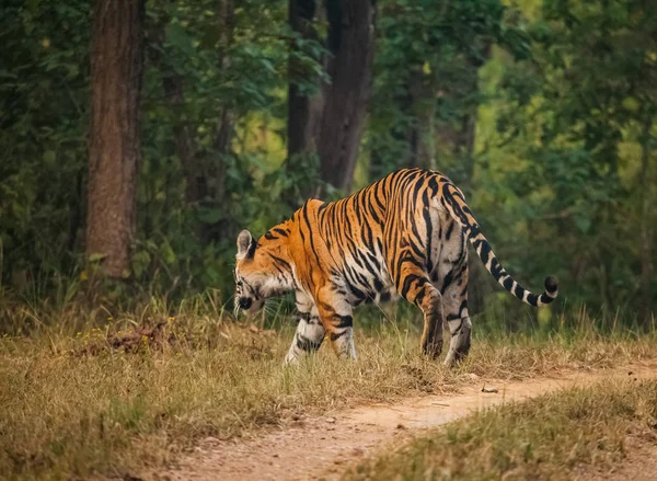 Tygr Bengálský Panthera Tigris Tigris Většina Četné Poddruh Tygra — Stock fotografie