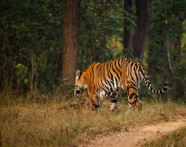 Tygr Bengálský Panthera Tigris Tigris Většina Četné Poddruh Tygra — Stock fotografie