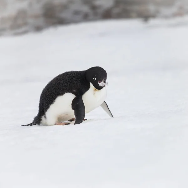 企鹅把冰放在雪地上 而雪花落下 — 图库照片