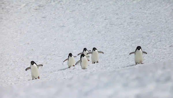 Penguin Group Walk Snow Antarctica — Stock Photo, Image