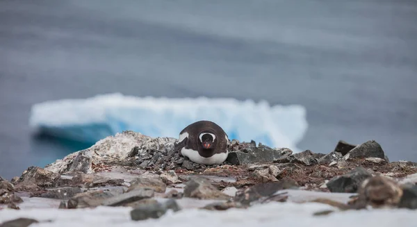 ペンギンと岩に巣の中の卵 — ストック写真