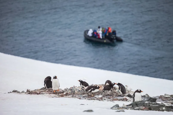 Pinguin Und Nest Auf Dem Felsen — Stockfoto