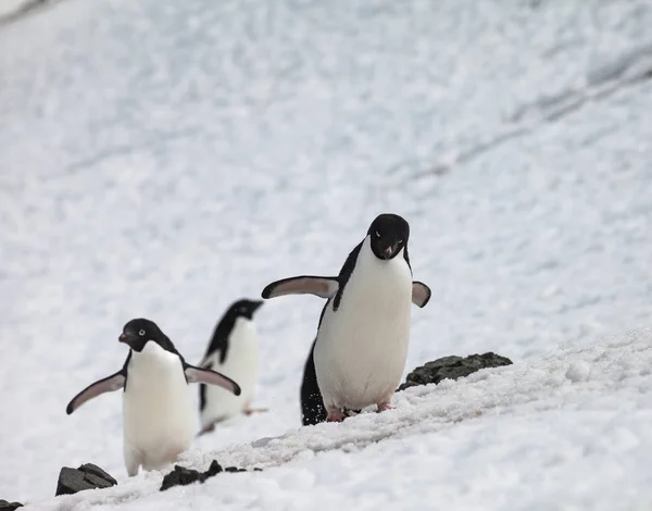 Penguen Grup Yürüyüş Kar Antarktika — Stok fotoğraf