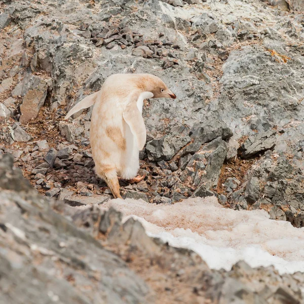 Genetic disorders penguin on the rock and dirty snow