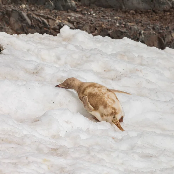 Πιγκουίνος Γενετικές Διαταραχές Στο Βράχο Και Βρώμικο Χιόνι — Φωτογραφία Αρχείου