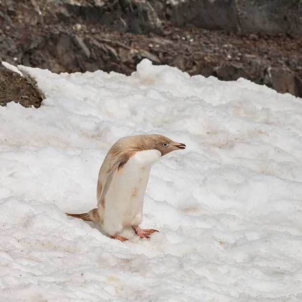 Troubles Génétiques Pingouin Sur Roche Neige Sale — Photo