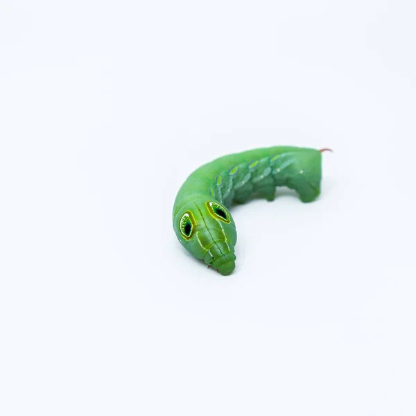 Caterpillar Van Oleanderpijlstaart Schoonheid Natuur — Stockfoto