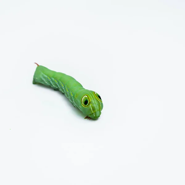 Caterpillar Daphnis Nerii Természet Szépsége — Stock Fotó