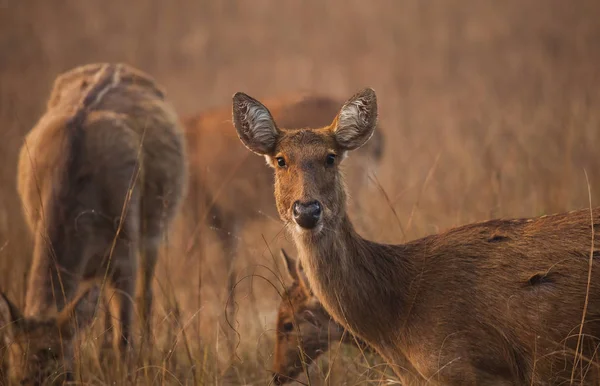 Barasingha Also Called Swamp Deer Deer Species Distributed Indian Subcontinent Stock Picture