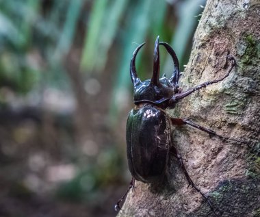 Endonezya vahşi ağaçta sulawesi dev gergedan böceği