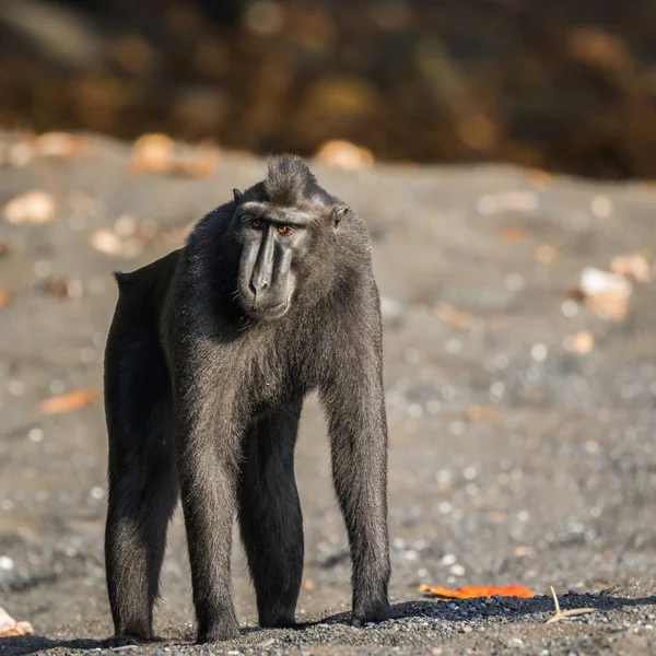 Promis Haubenmakaken Ist Ein Affe Der Alten Welt Der Tangkoko — Stockfoto