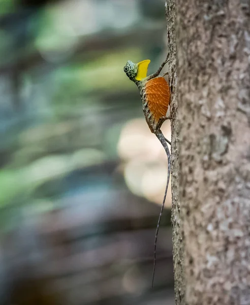 Draco volans, ortak uçan ejderha bir kertenkele Güneydoğu Asya'ya endemik türüdür. vahşi doğada kertenkele