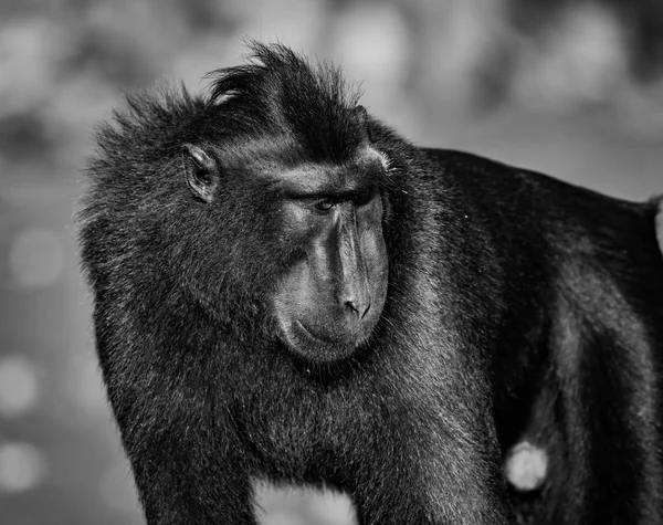 Celebes Crested Macaque Una Scimmia Del Vecchio Mondo Che Vive — Foto Stock