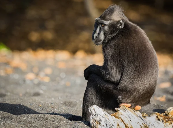 Celebes Crested Macaque Old World Monkey Lives Tangkoko Reserve Endemic — Stock Photo, Image