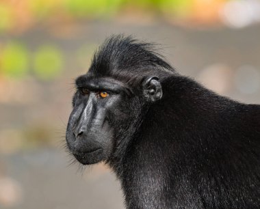 celebes tepeli makak Tangkoko rezerv endemik ve nesli tehlike altında olan yaşayan yaşlı bir dünya maymunun olduğunu.
