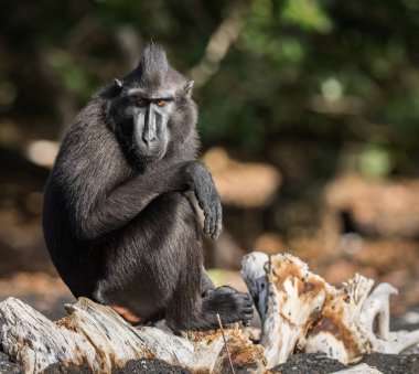 celebes tepeli makak Tangkoko rezerv endemik ve nesli tehlike altında olan yaşayan yaşlı bir dünya maymunun olduğunu.