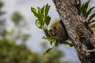 Myrmecodia epifitik myrmecophytes, ilişkilerden ile ilişkilendirilmiş bir karınca kolonisi ile canlı bir cinsidir. Karınca bitki
