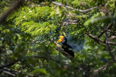 Kadın Sulawesi kırmızı burda kartallar renkli kartallar Endonezya yerli olduğunu. burda kartallar Güney Sulawesi il faunal sembolüdür.