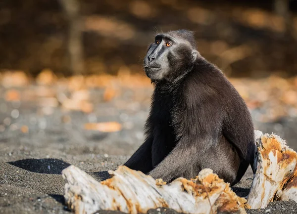 Promis Haubenmakaken Ist Ein Affe Der Alten Welt Der Tangkoko — Stockfoto