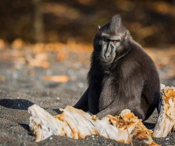 Celebes Crested Macaque Old World Monkey Lives Tangkoko Reserve Endemic — Stock Photo, Image