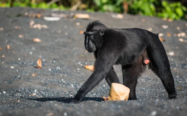 Celebes Crested Macaque Old World Monkey Lives Tangkoko Reserve Endemic — Stock Photo, Image