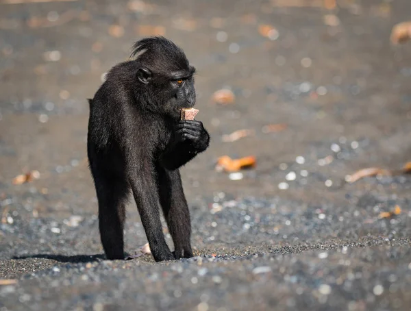 Celebes Kuif Makaak Een Oude Wereld Aap Die Reserve Van — Stockfoto