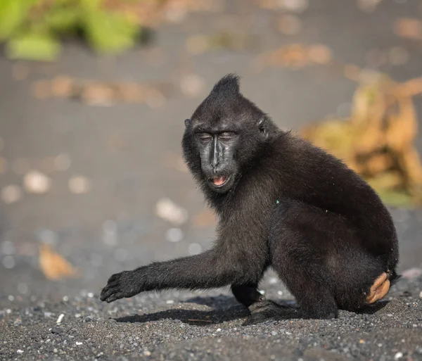 Celebes Crested Macaque Old World Monkey Lives Tangkoko Reserve Endemic — Stock Photo, Image