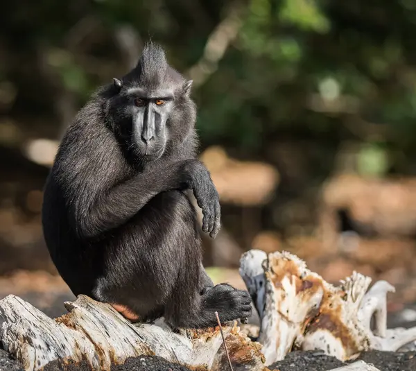 Celebes Kuif Makaak Een Oude Wereld Aap Die Reserve Van — Stockfoto