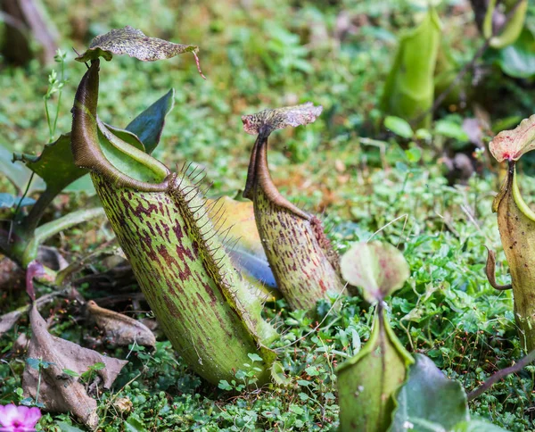Sulawesi Nepenthes Endêmica Sulawesi Indonesia — Fotografia de Stock