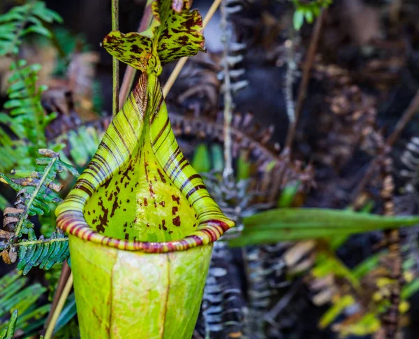 Sulawesi Nepenthes Endemic Sulawesi Indonesia — Stock Photo, Image