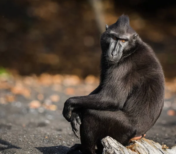 Celebes Crested Macaque Adalah Monyet Dunia Lama Yang Hidup Cagar Stok Gambar