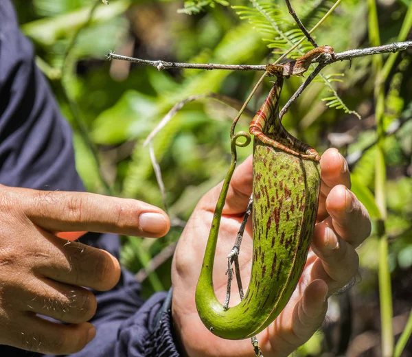 Sulawesi Nepenthes Endemisch Sulawesi Indonesien Stockbild