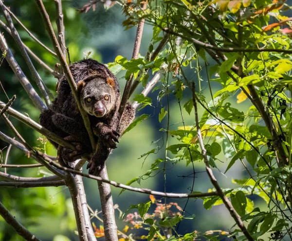 Sulawesi Medve Kuszkusz Vagy Sulawesi Medve Phalanger Endemikus Sulawesi Közeli Jogdíjmentes Stock Képek