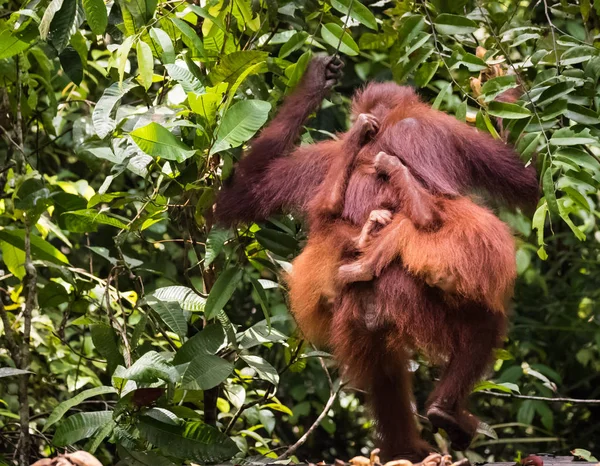 ボルネオ島のオランウータンと双子の赤ちゃん 絶滅危惧野生動物 — ストック写真