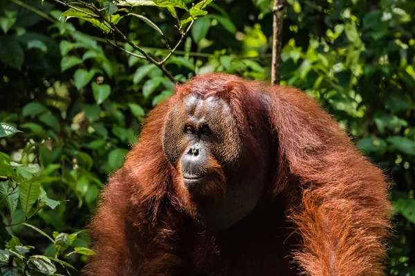 Orangutan Přírodě Ohrožených Druhů Volně Žijících Živočichů — Stock fotografie